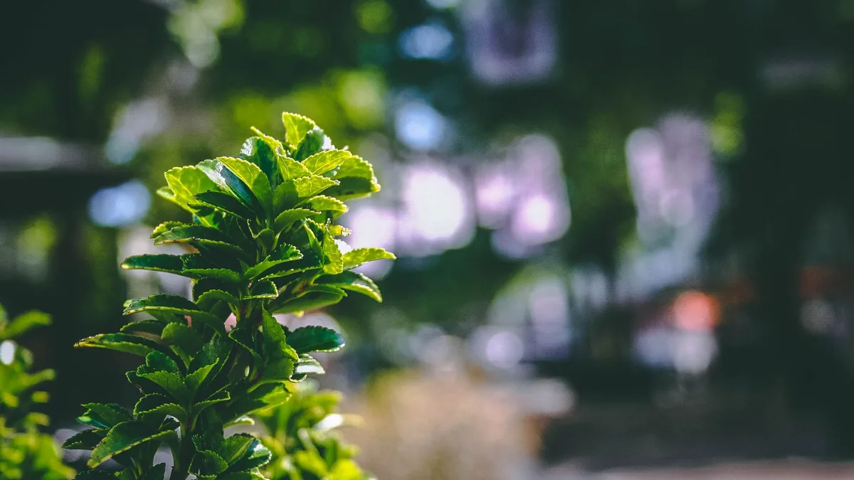 Close-up of vibrant green leaves against a blurred bokeh background in an outdoor setting.