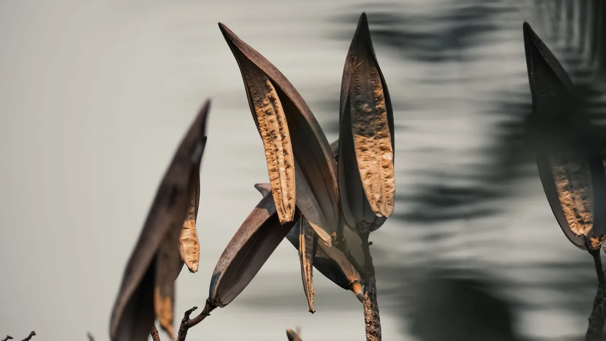 Close-up of dried milkweed pods capturing the serene essence of autumn.