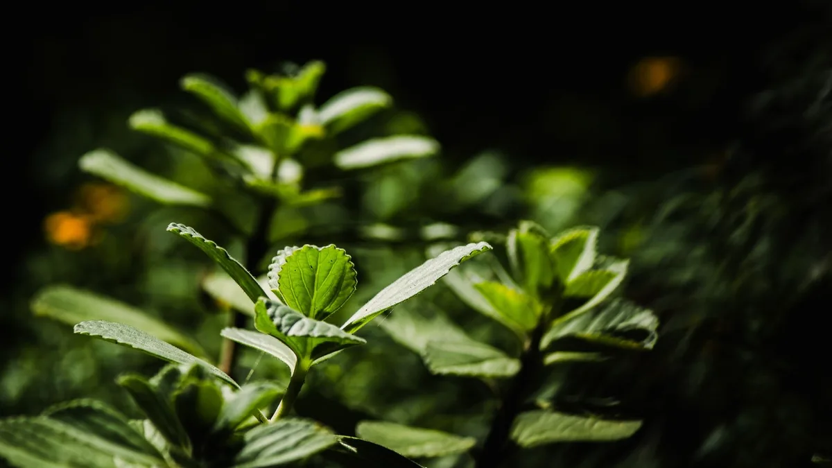 OxyDental Pro: Ingredient Breakdown