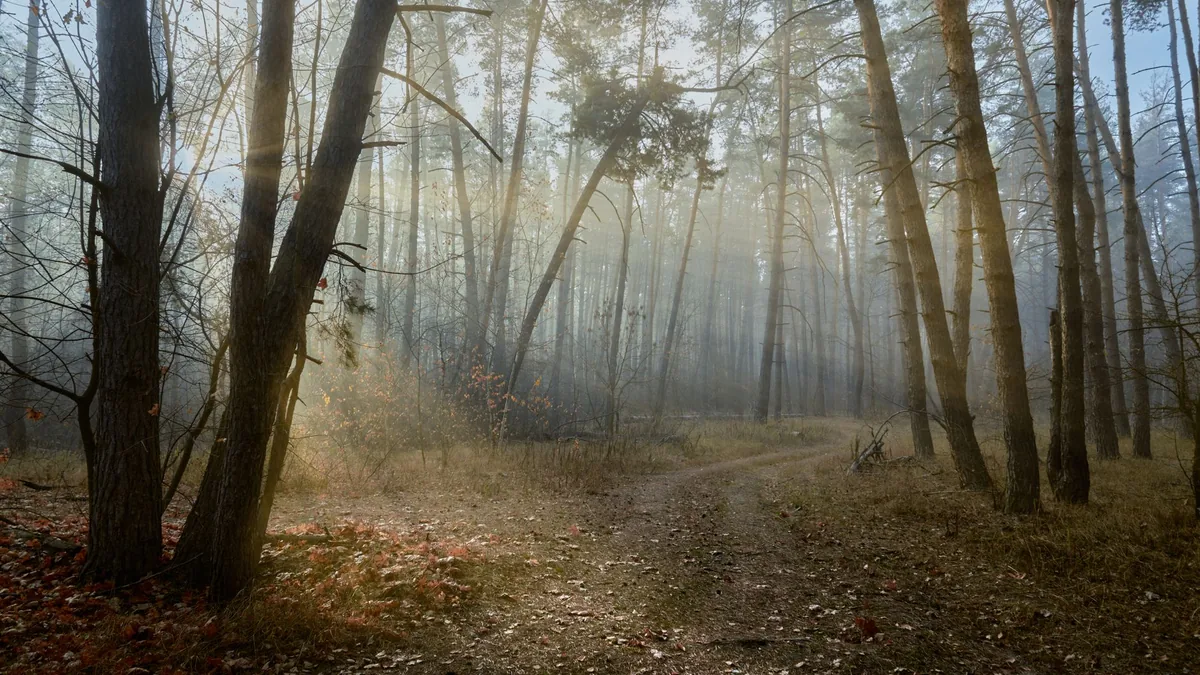 A serene autumn morning in a misty forest with sunlight filtering through the trees.
